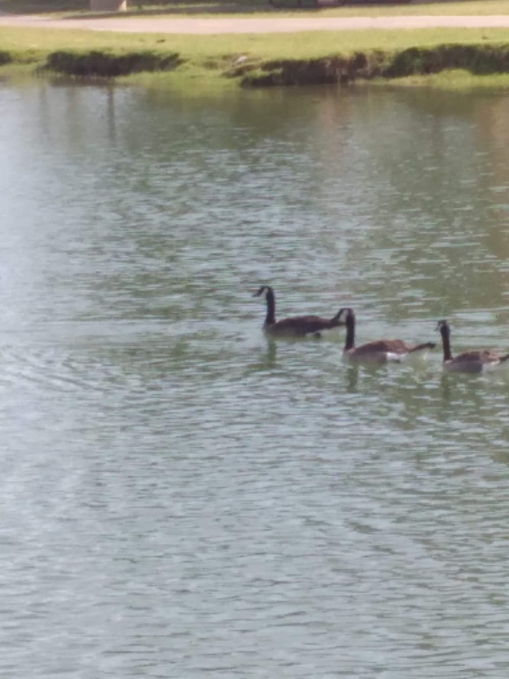 Vista del camino off-leash area, photo 3