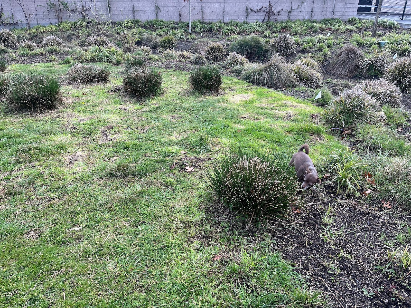 A Sulli’s Dog Park