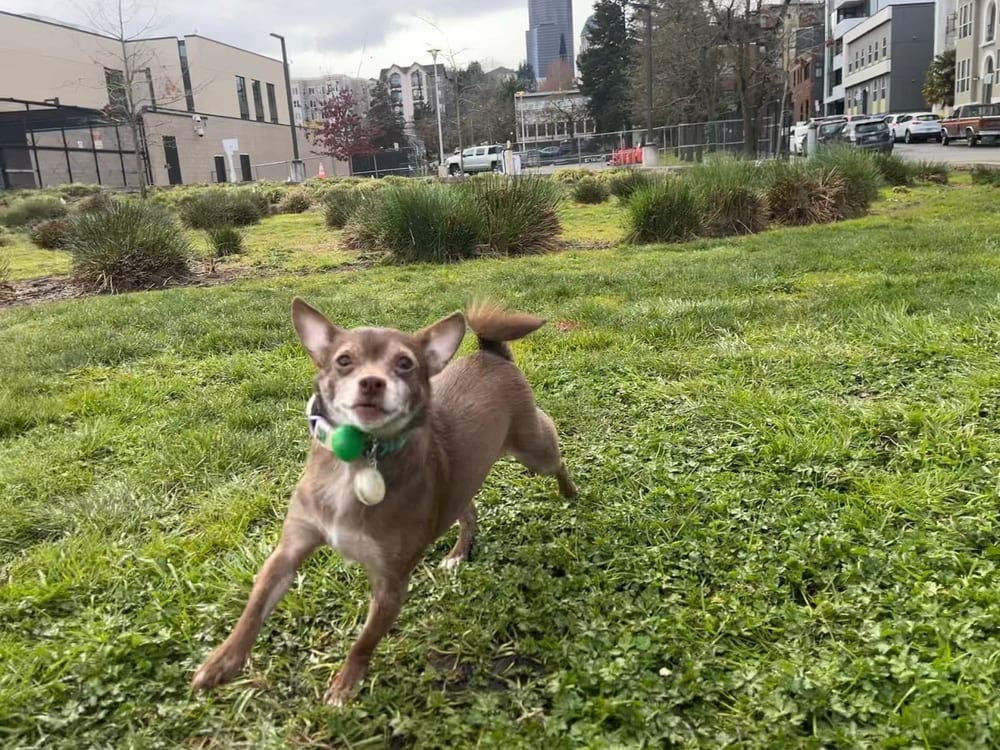 A Sulli’s Dog Park, photo 2