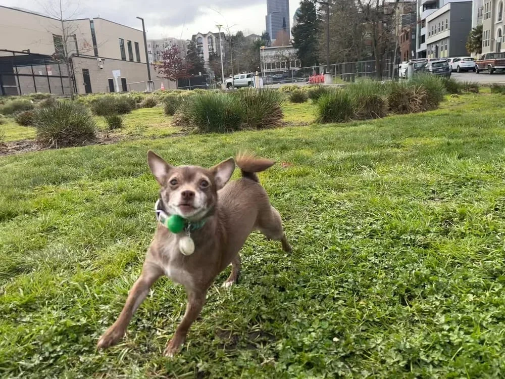 A Sulli’s Dog Park, photo 2