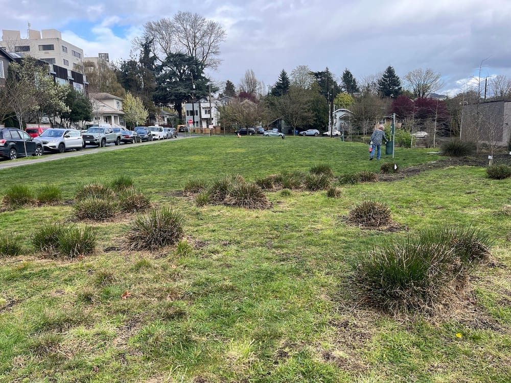 A Sulli’s Dog Park, photo 3