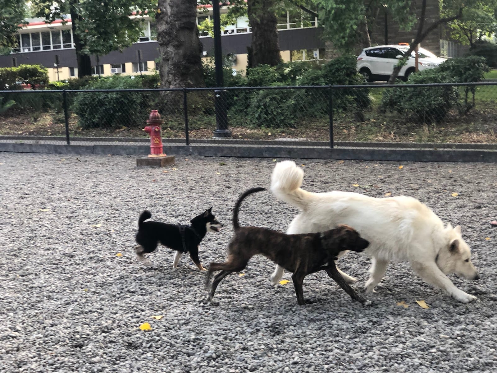 Denny Park Dog Park