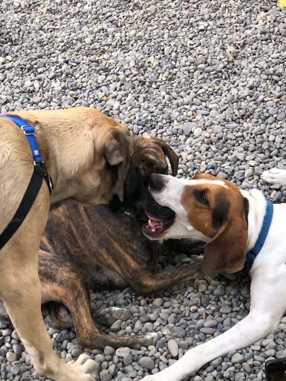 Denny Park Dog Park, photo 3