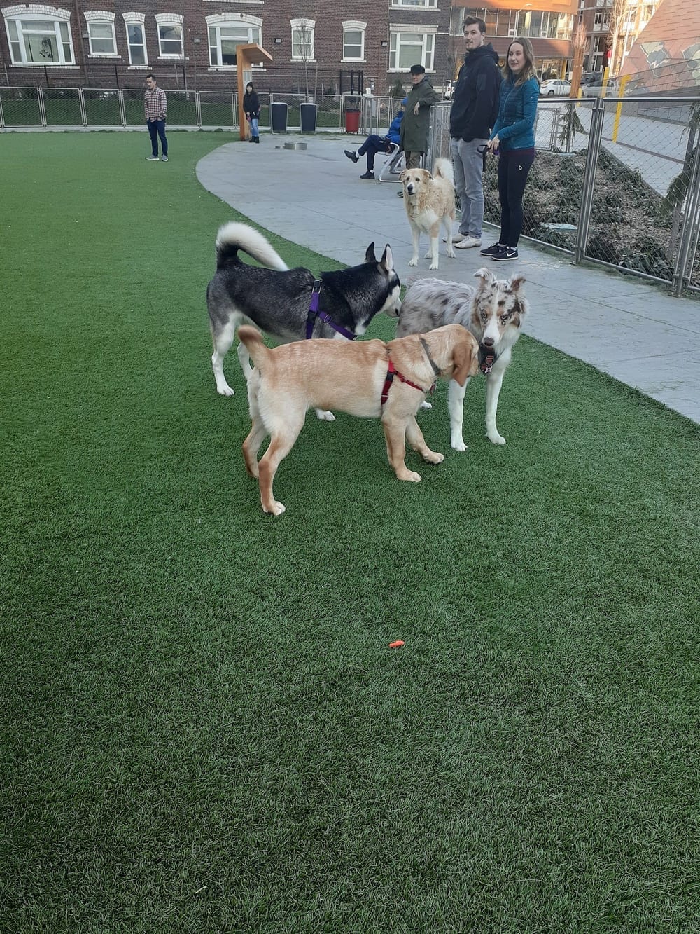 Denny Substation Dog Park, photo 2