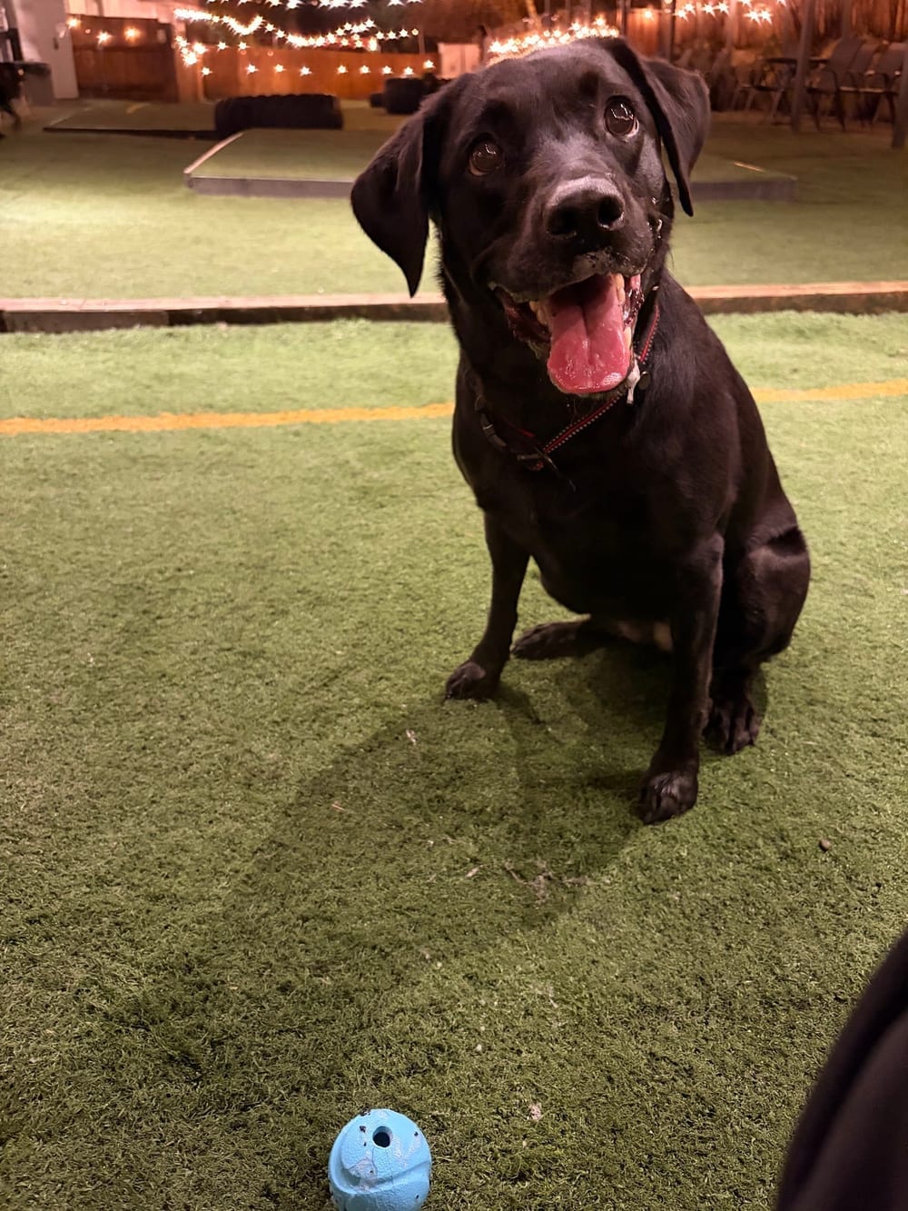 Dogwood Play Park, photo 2