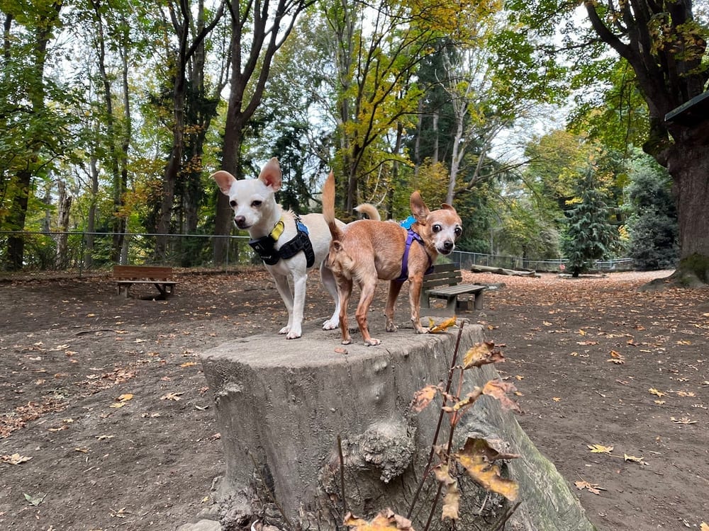 Golden Gardens Off Leash Area, photo 2