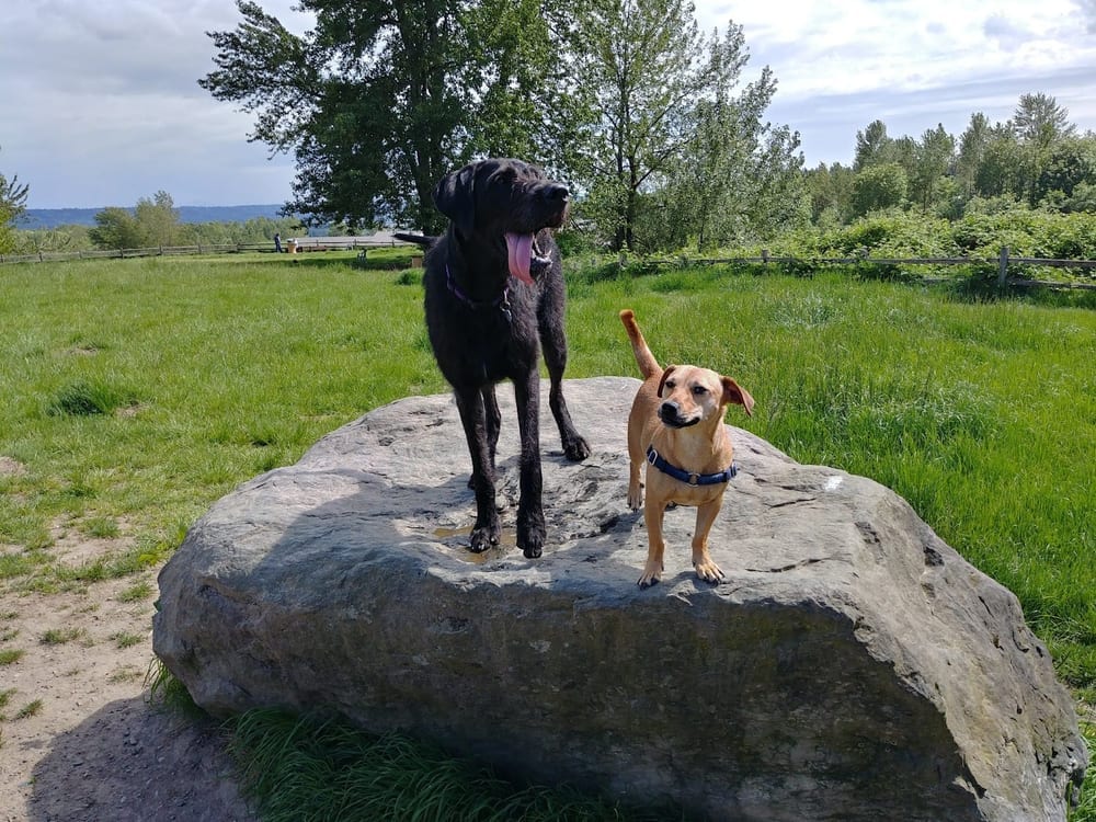 Grandview Off-Leash Dog Park, photo 2