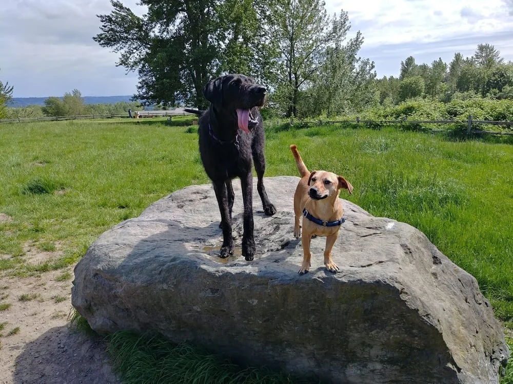 Grandview Off-Leash Dog Park, photo 2