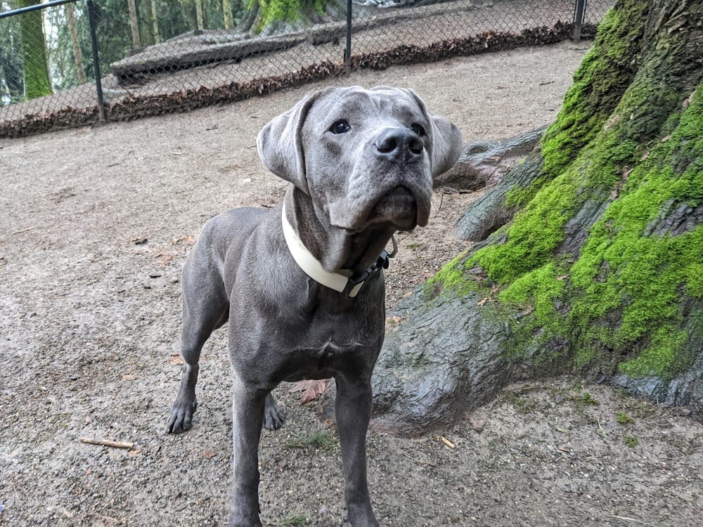 Lower Woodland Dog Park Off Leash Area, photo 3