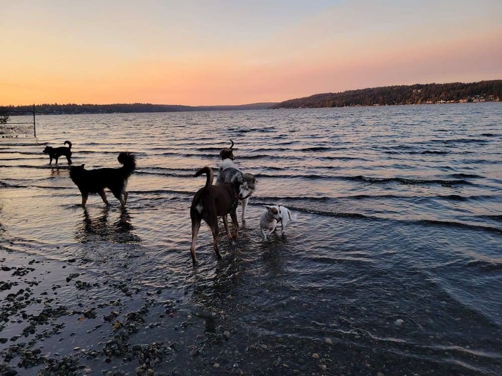 Magnuson Park Off Leash Dog Beach, photo 2