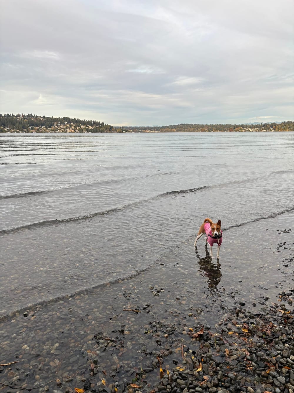 Magnuson Park Off Leash Dog Beach, photo 3
