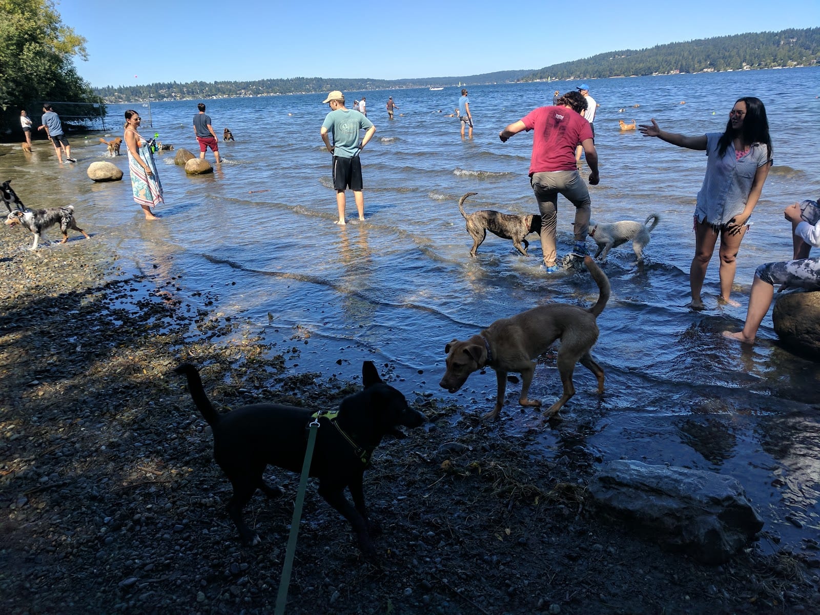 Dog park in Seattle