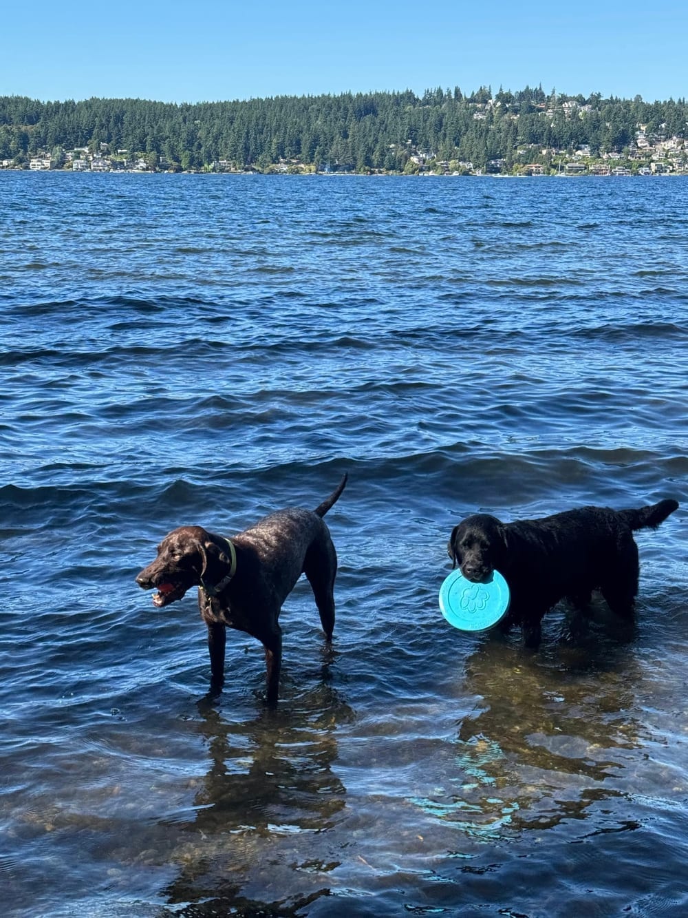 Warren G. Magnuson Park Off Leash Area, photo 2