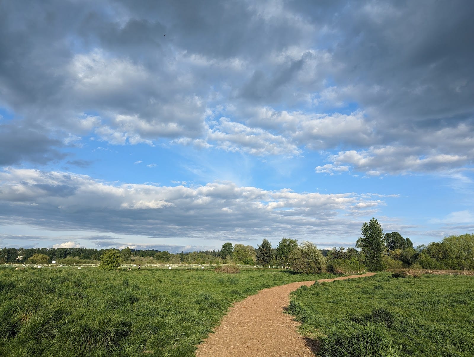 Marymoor Off-Leash Dog Park