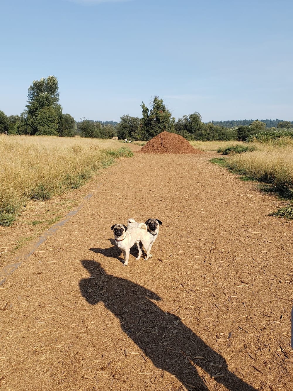 Marymoor Off-Leash Dog Park, photo 2