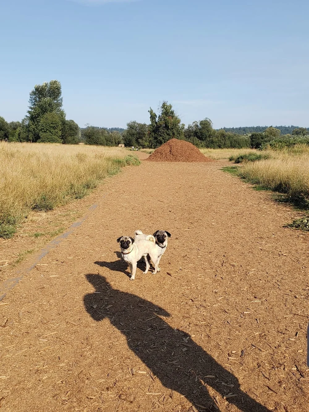 Marymoor Off-Leash Dog Park
