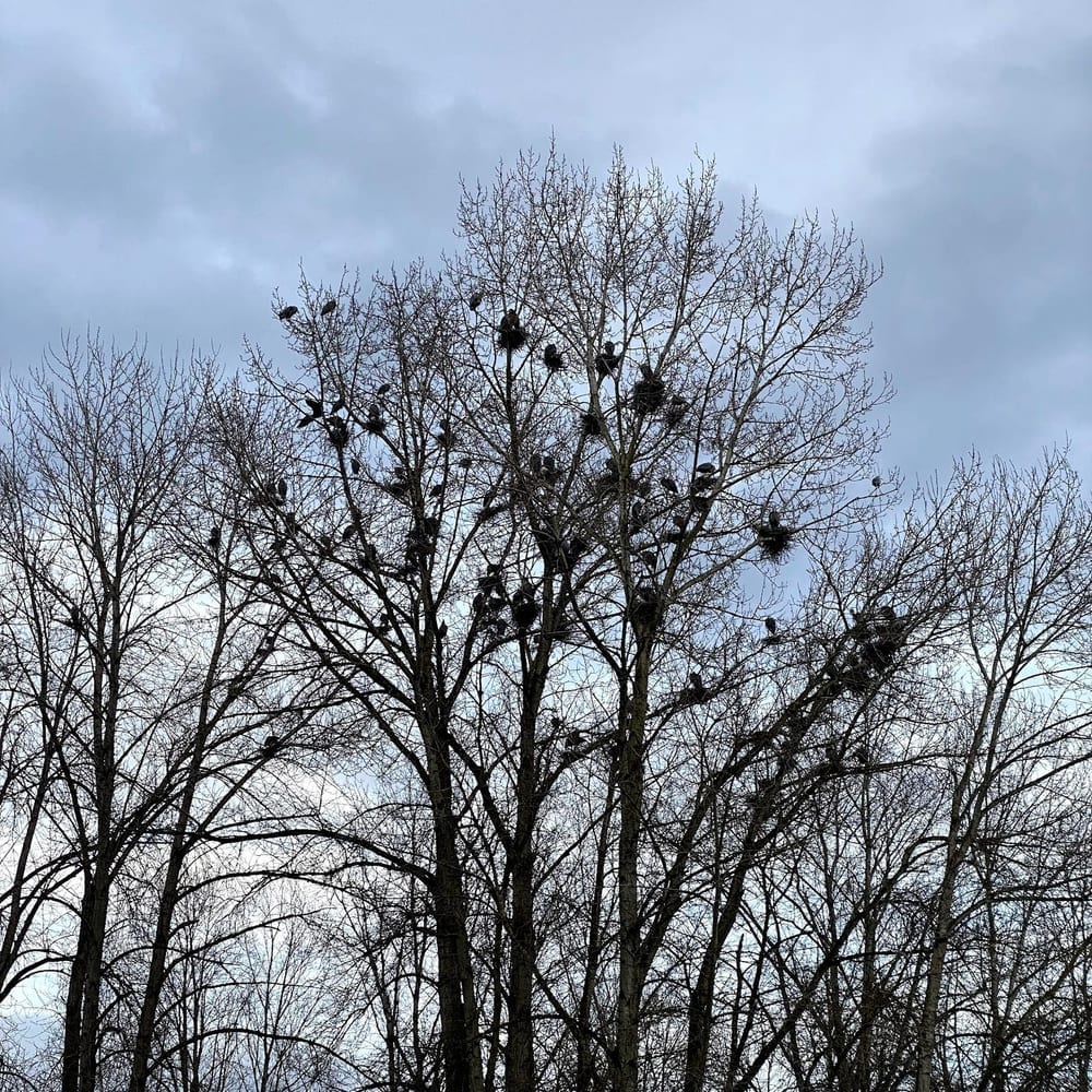 Marymoor Off-Leash Dog Park, photo 3