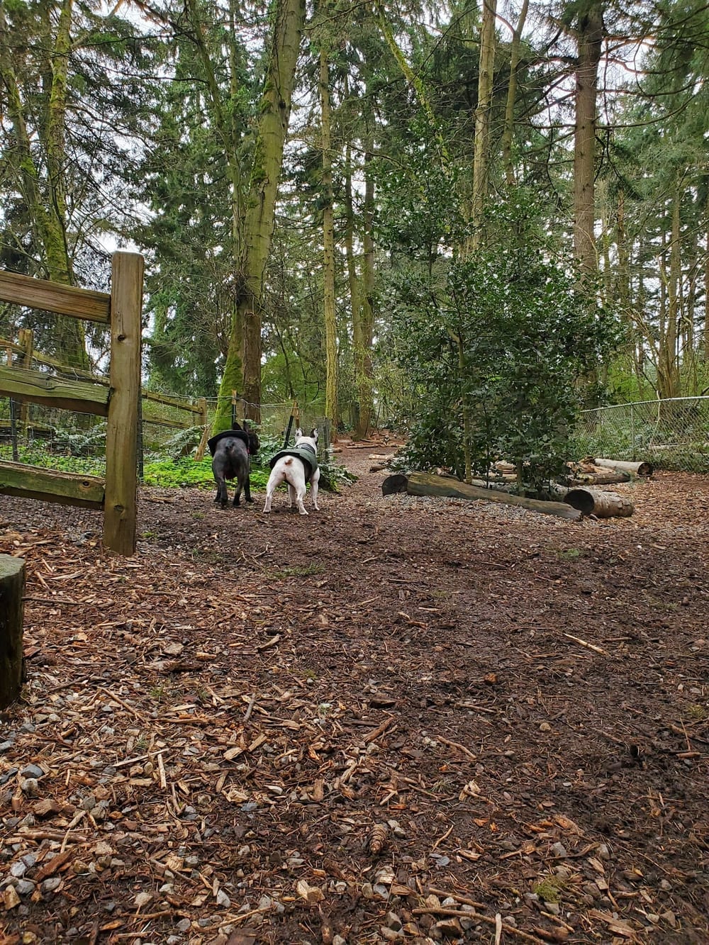 Northacres Off-Leash Dog Area, photo 2
