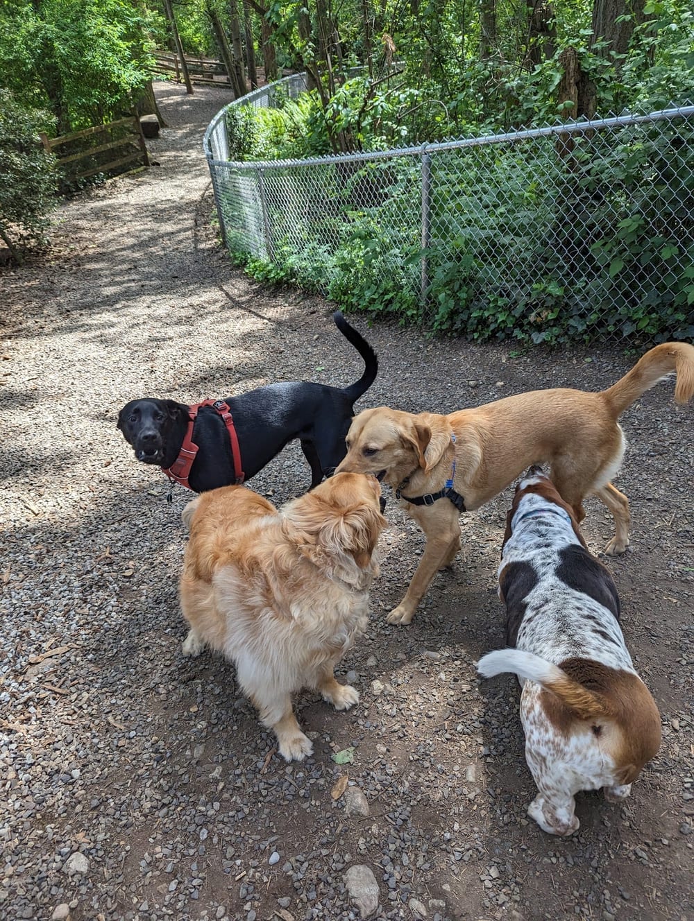 Northacres Off-Leash Dog Area, photo 3
