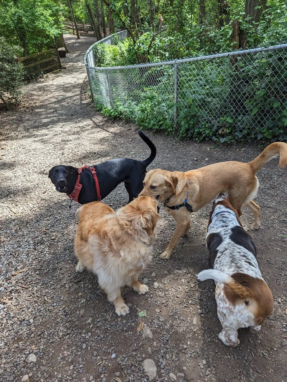 Northacres Off-Leash Dog Area, photo 3