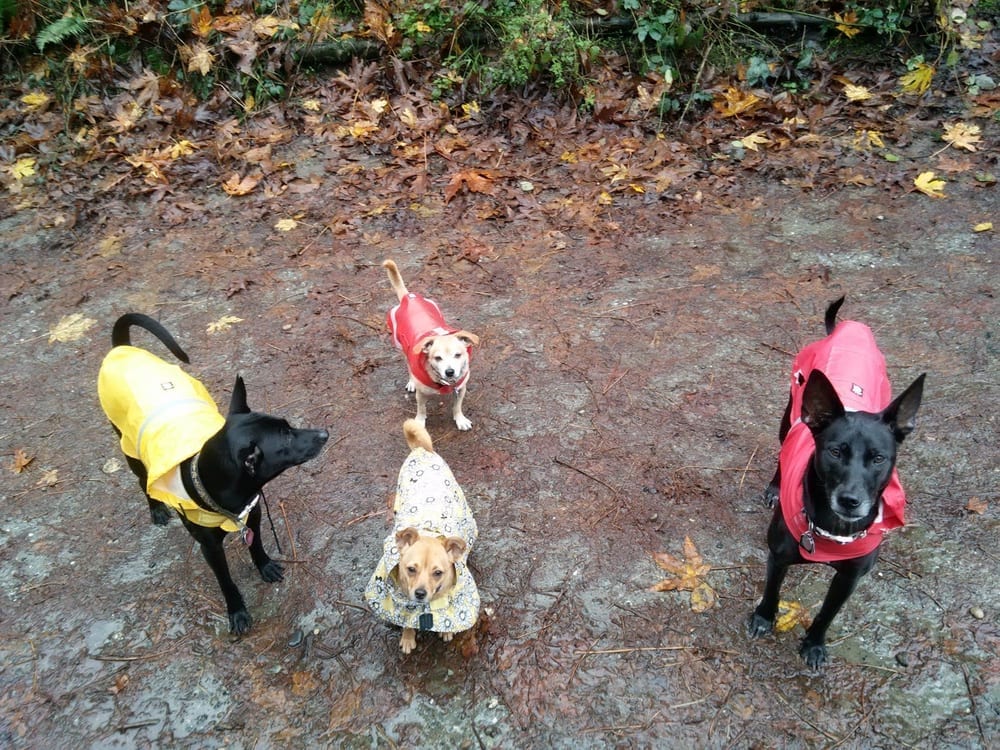 Westcrest Dog Park, photo 2