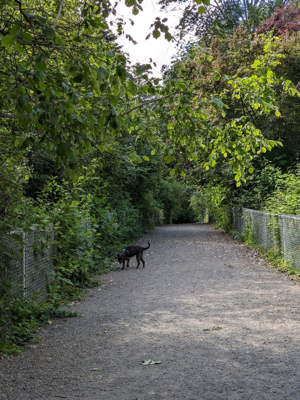 Westcrest Dog Park, photo 3