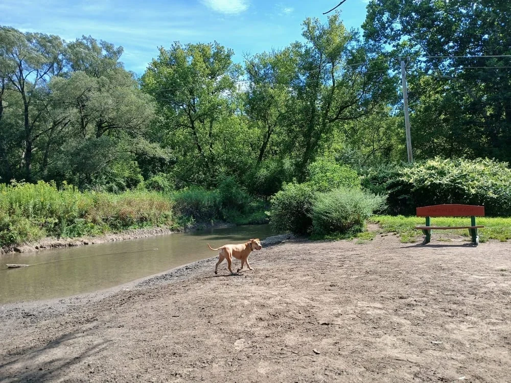Jamesville beach off leash dog park, photo 2
