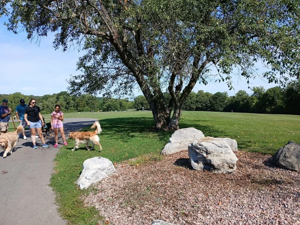 Jamesville beach off leash dog park, photo 3