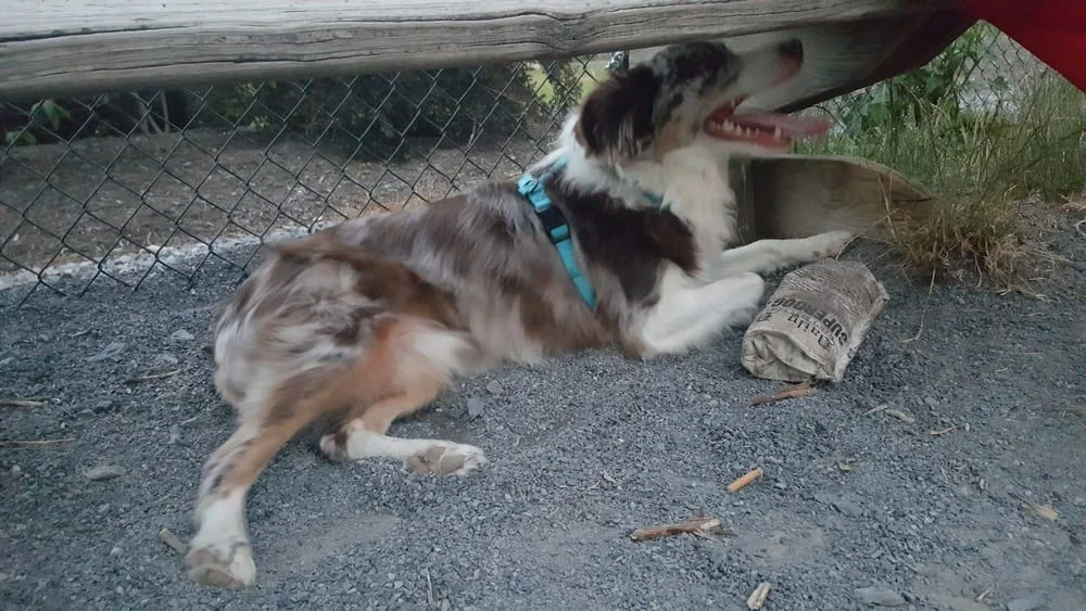 Wegman's Good Dog Park, photo 2