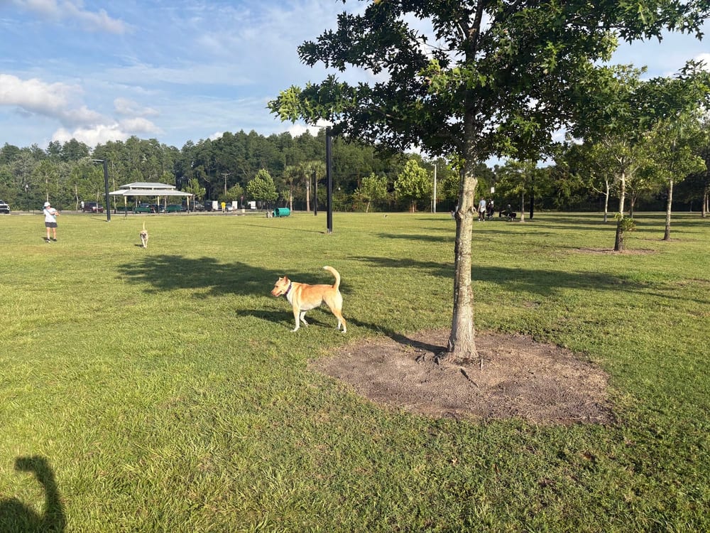 Carrollwood Village Dog Park, photo 3