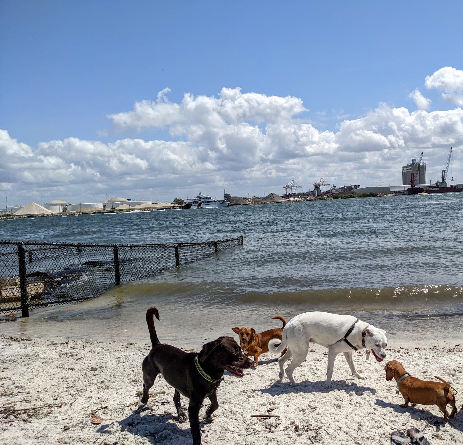 Davis Island Dog Park