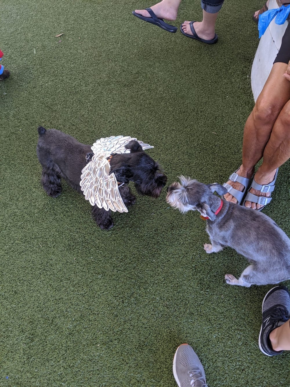 Deputy Kotfila Memorial Dog Park, photo 3