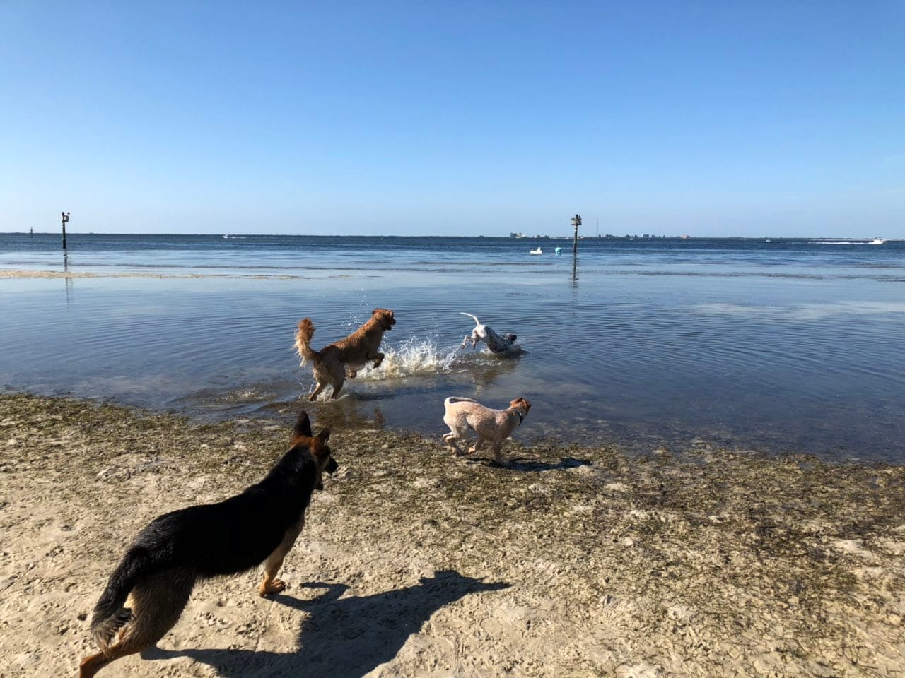 Dog Beach at Picnic Island Park