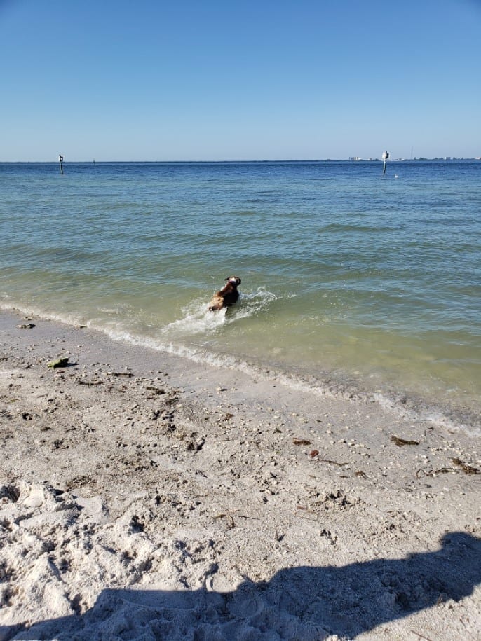 Dog Beach at Picnic Island Park, photo 2