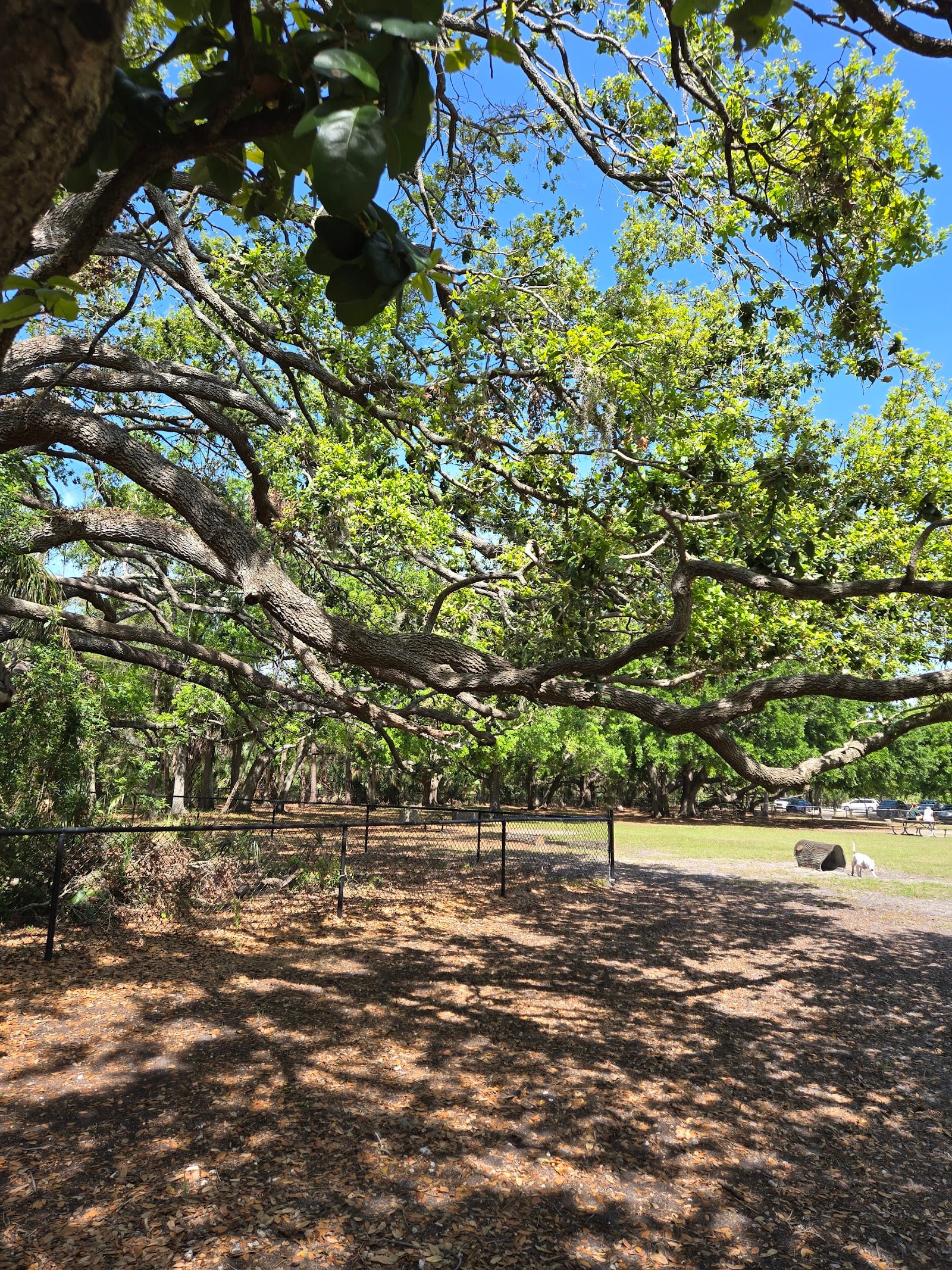 Dog Park at Al Lopez Park