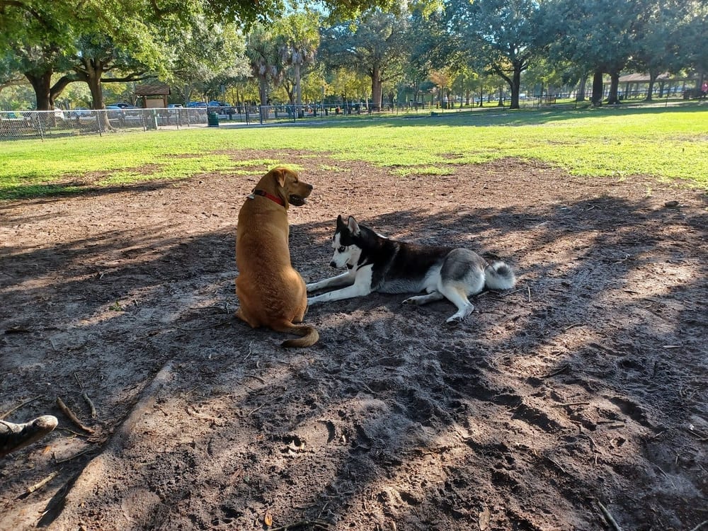 Dog Park at Al Lopez Park, photo 2