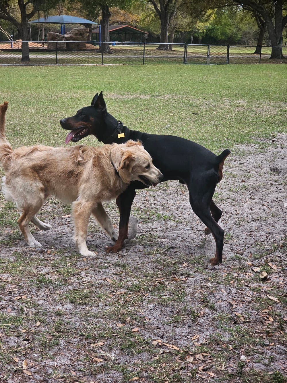 Dog Park at Al Lopez Park, photo 3