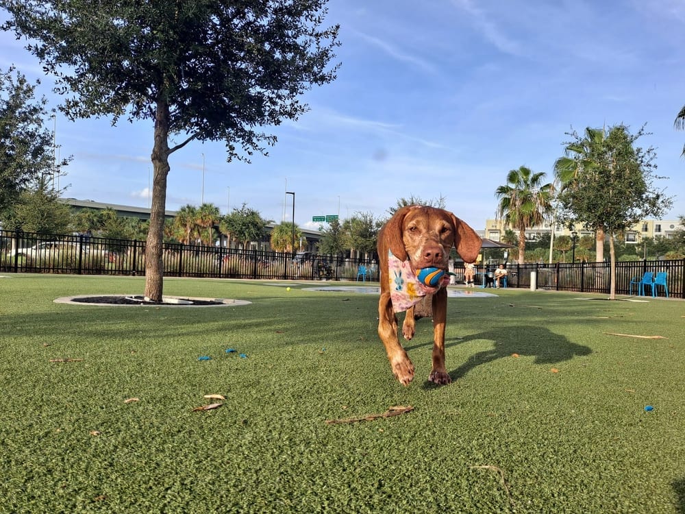 Julian B. Lane Riverfront Park, photo 2