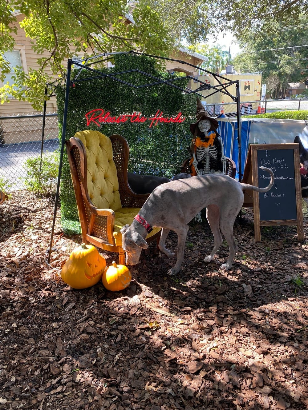 Hair of the Dog Park, photo 2