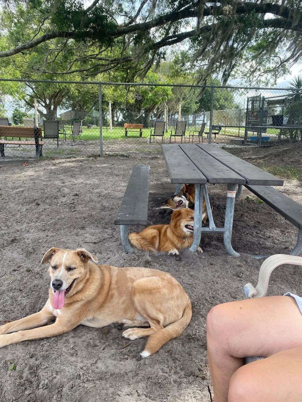 Land O' Lakes Recreation Complex Dog Park, photo 2