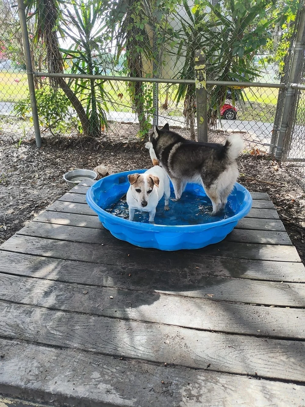 Land O' Lakes Recreation Complex Dog Park, photo 3