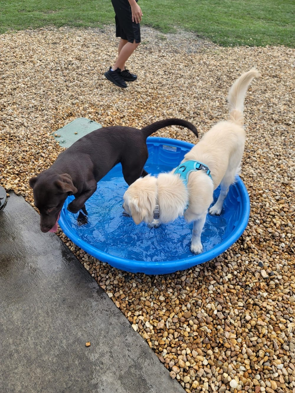 Logan Gate Dog Park, photo 3