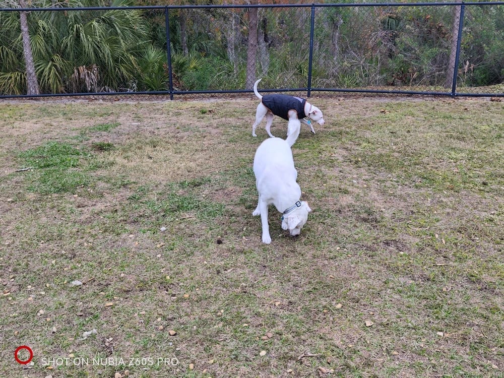 New Tampa Dog Park, photo 3