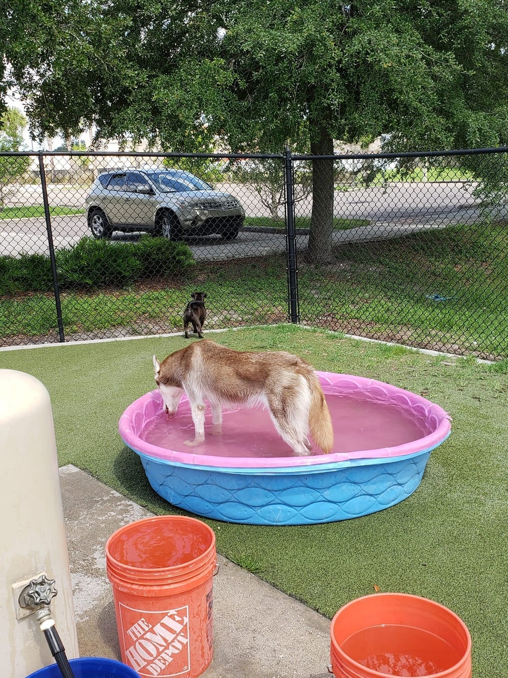 Northwest County Dog Park, photo 3