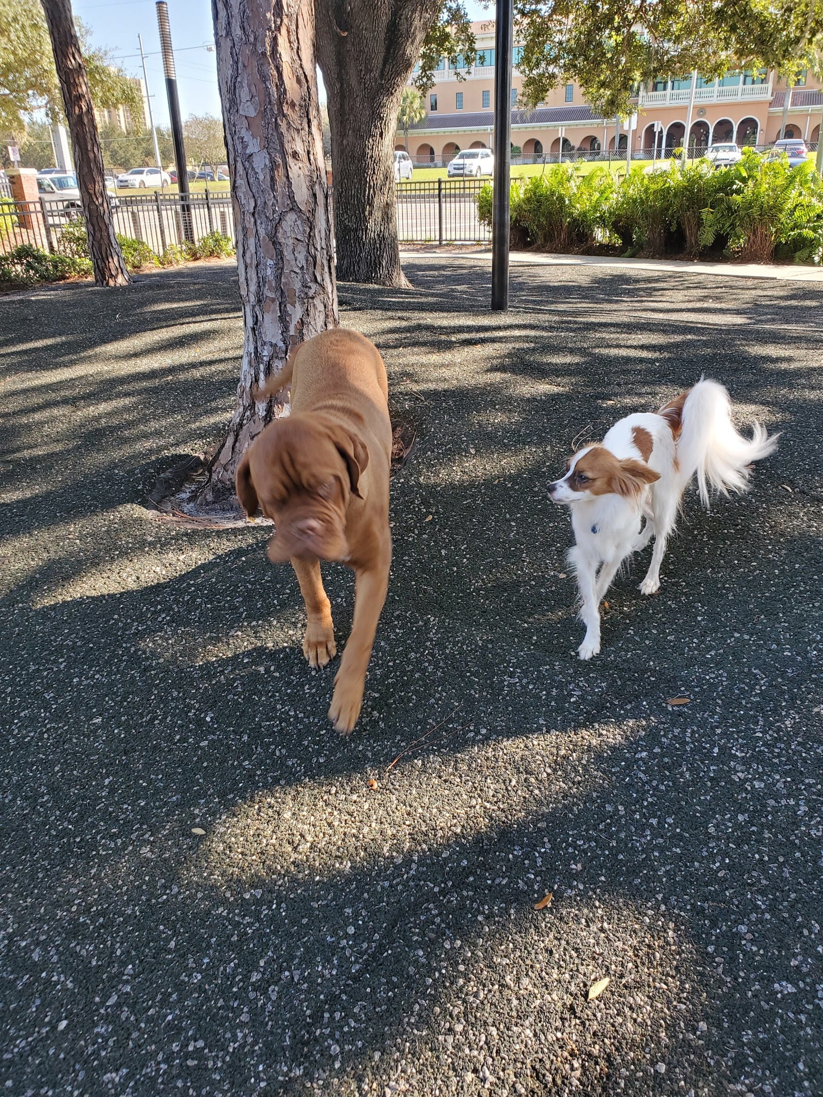 Dog park in Tampa
