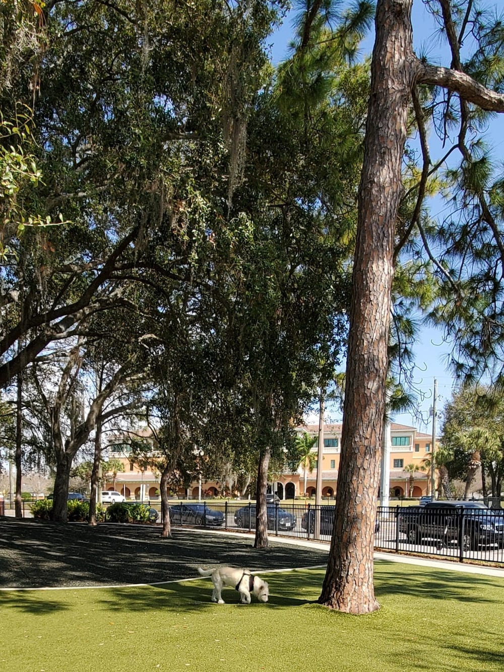 Queenie's Dog Park, photo 2