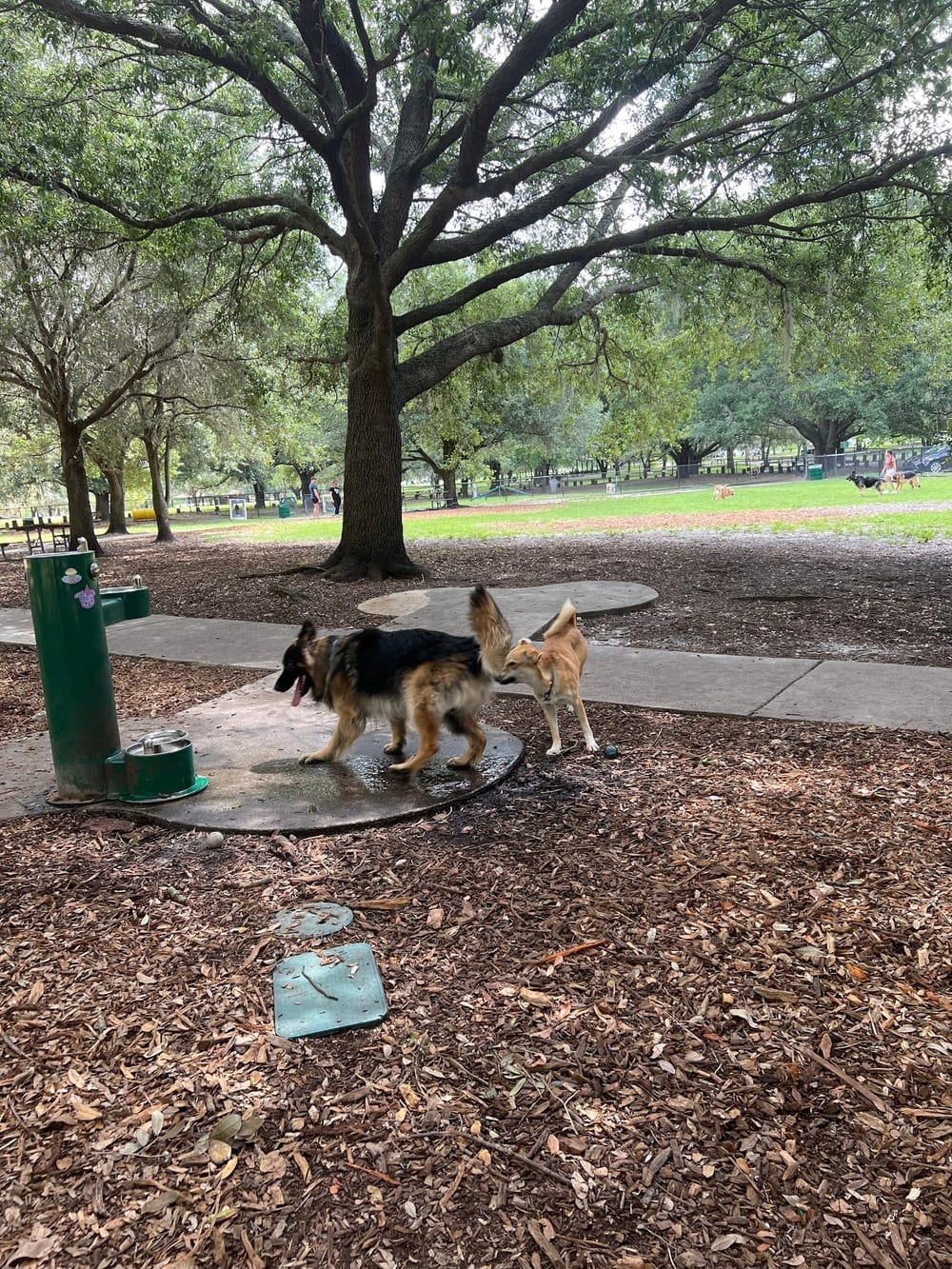 Rowlett Dog Park, photo 3
