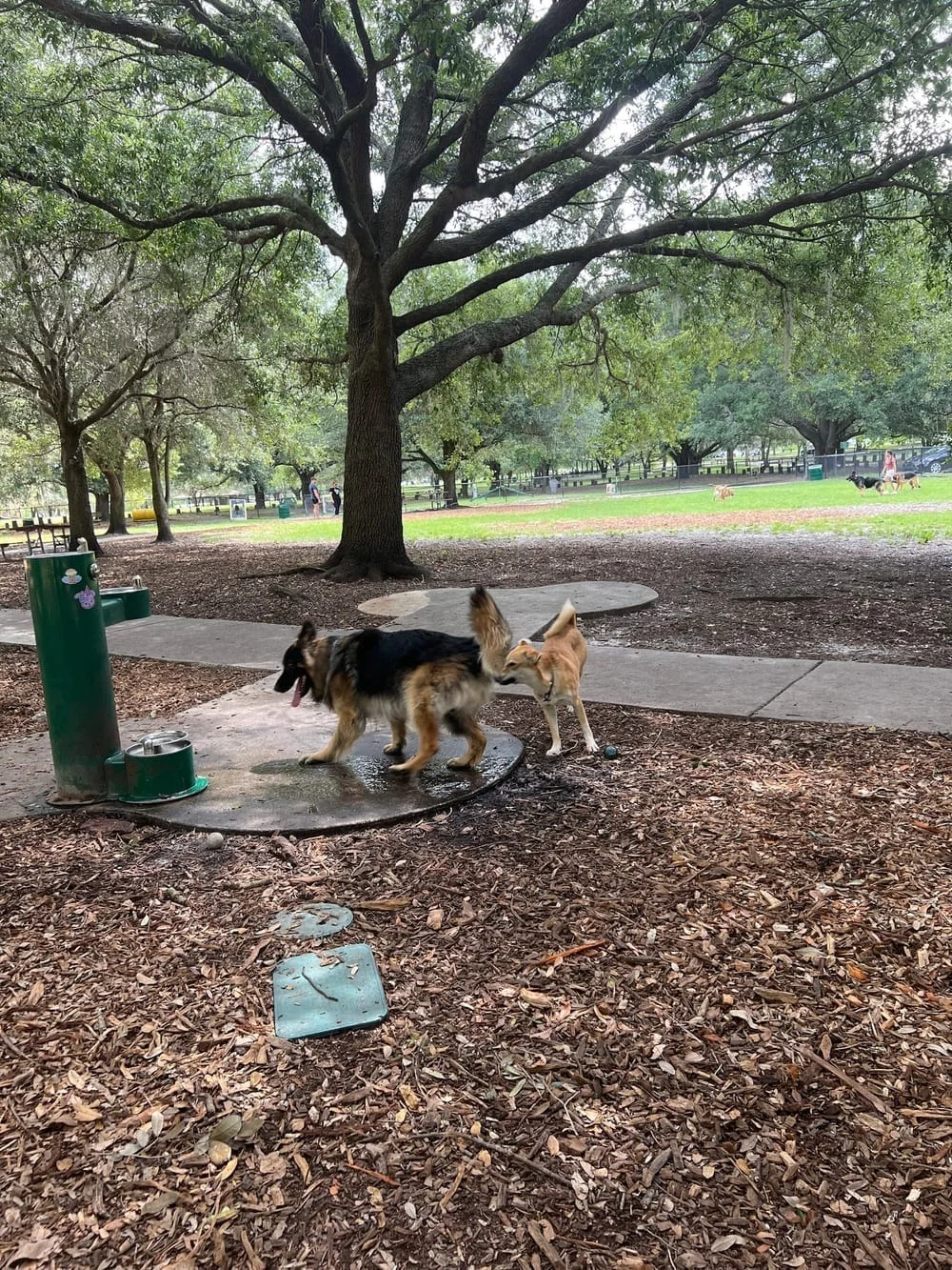 Rowlett Dog Park, photo 3