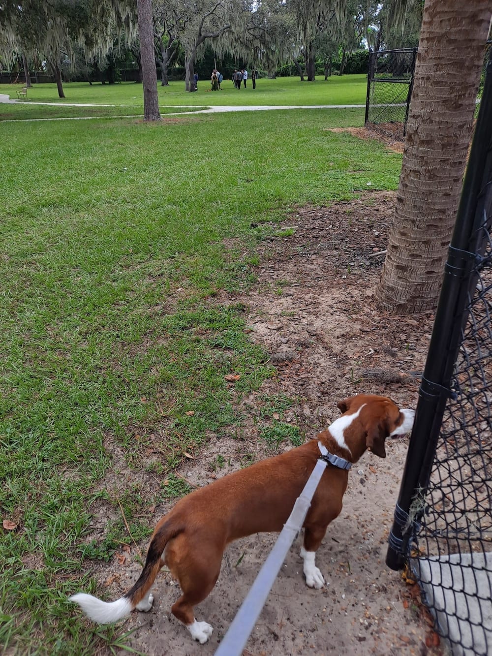 Saladino Dog Park, photo 2