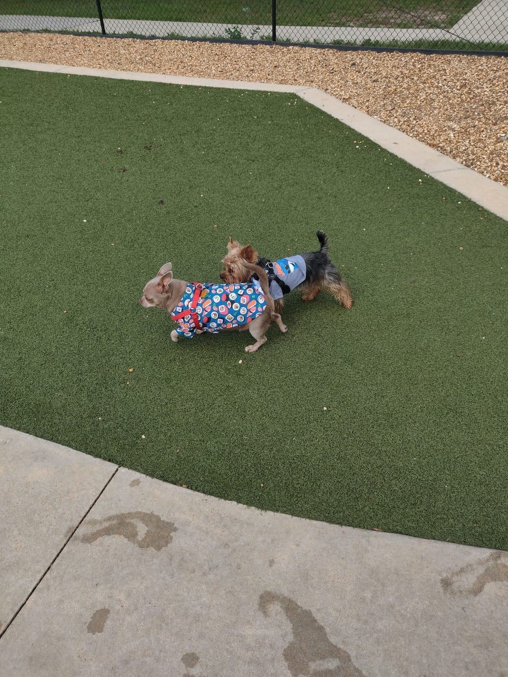 Saladino Dog Park, photo 3